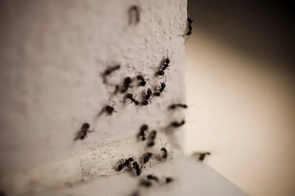 carpenter ants 1 Group of Ants