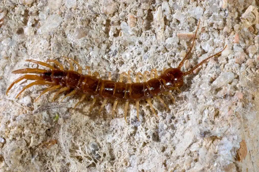 Brown centipede on textured surface