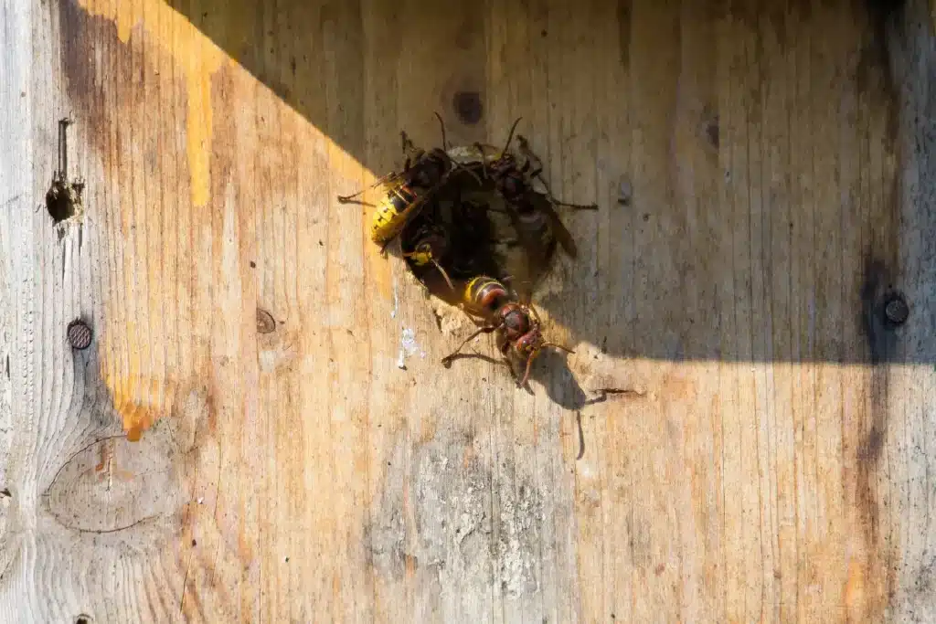 Hornets 1 Hornets entering wooden nest hole