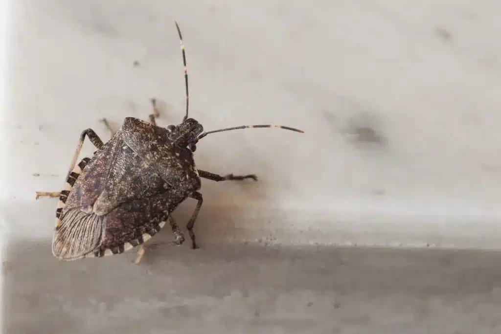 stink bugs 1 Close-up of a stink bug