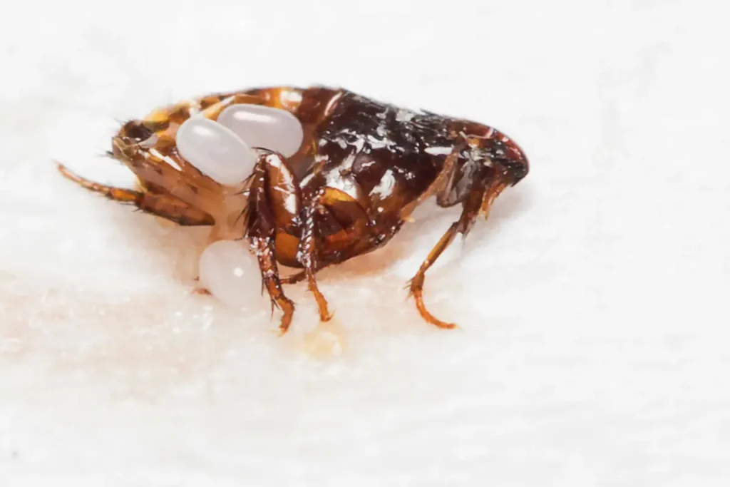Fleas 1 Flea with eggs on surface
